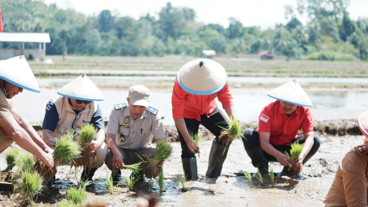 Baubau, penanaman padi bersama