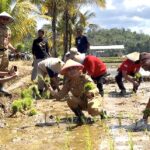 Baubau, penanaman bersama padi sawah