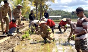 Baubau, penanaman bersama padi sawah Baubau, penanaman bersama padi sawah