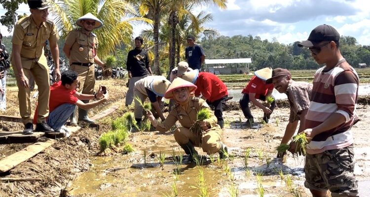 Baubau, penanaman bersama padi sawah
