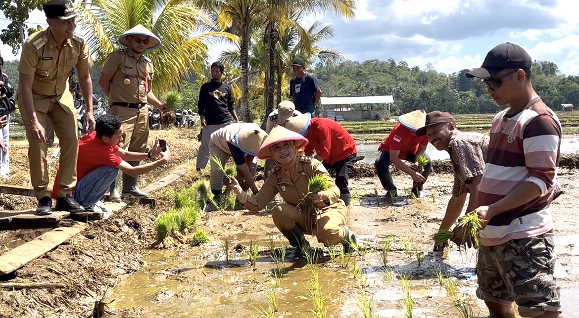 Baubau, penanaman bersama padi sawah