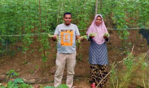 Wa Riati dan Kayan Mandana Putra, saat panen buncis di Desa Warinta. Hasil bantuan benih dari Mitra SPPG Awainulu, yang akan dipasok untuk kebutuhan Program Makan Bergizi Gratis (MBG), di Kecamatan Pasarwajo, Kabupaten Buton, Sulawesi Tenggara. Wa Riati dan Kayan Mandana Putra, saat panen buncis di Desa Warinta. Hasil bantuan benih dari Mitra SPPG Awainulu, yang akan dipasok untuk kebutuhan Program Makan Bergizi Gratis (MBG), di Kecamatan Pasarwajo, Kabupaten Buton, Sulawesi Tenggara.