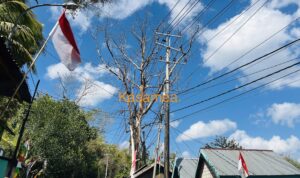 Pohon Rawan Tumbang di Waruruma