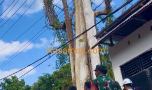 Pohon jumbo di ujung Waruruma, mengering, dan dikhawatirkan membahayakan warga setempat juga pengguna jalan