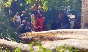 Pohon jumbo di Waruruma berhasil direbahkan