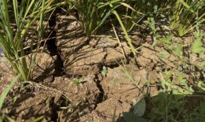 Tanah yang mengalami kekeringan di salah satu arit sawah Ngkari-Ngkari
